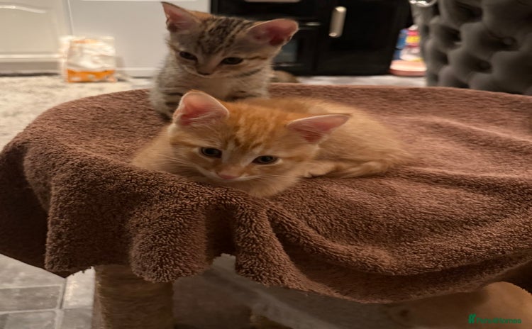 Egyptian Mau cats - Advert 1