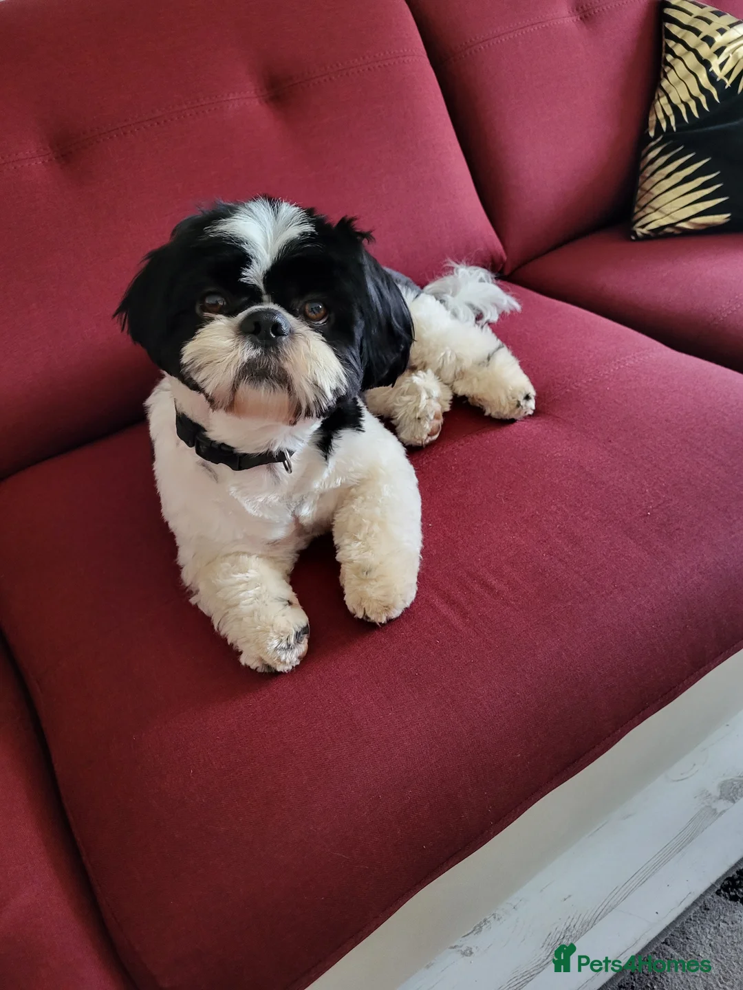 Shih Tzu dogs for stud: Lucky name in Taunton - Advert 3