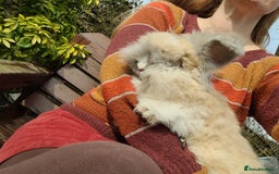 Angora rabbits for sale: 🧡 Pure Bred Angora Babies 🧡 For Reserve - Image 14