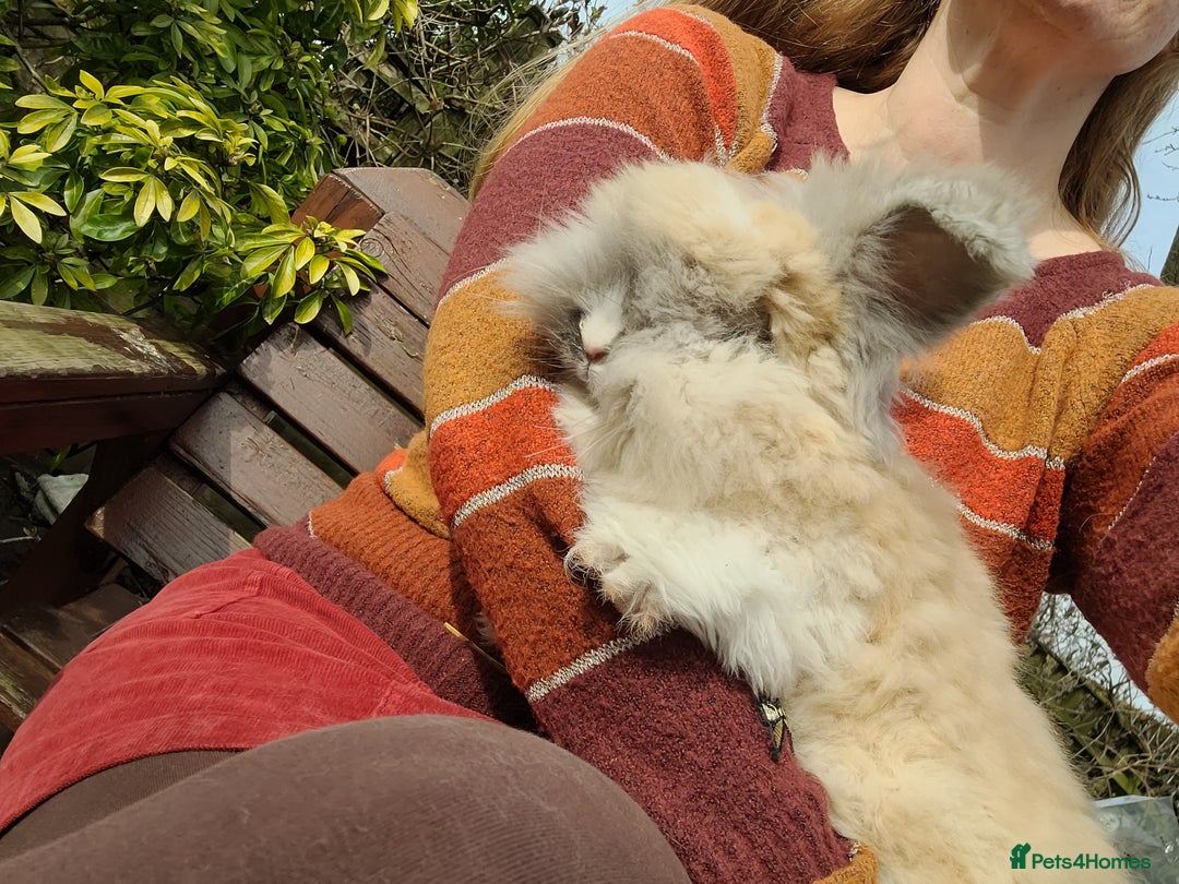 Angora rabbits for sale: 🧡 Pure Bred Angora Babies 🧡 For Reserve - Image 14