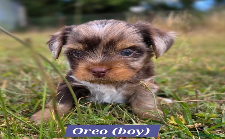 Yorkshire Terrier dogs - Advert 2