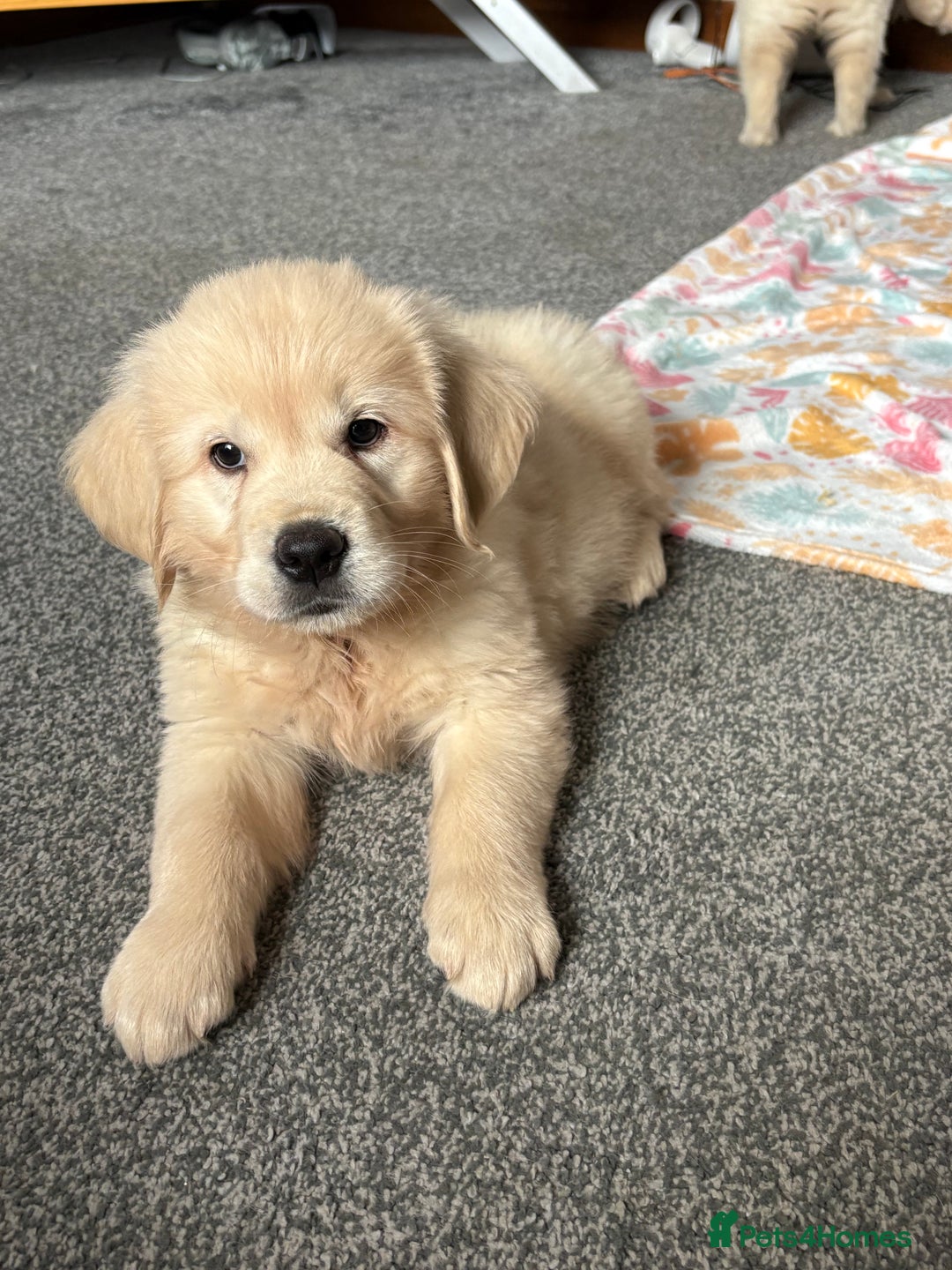 Golden Retriever dogs for sale: Golden retriever puppies  - Image 6