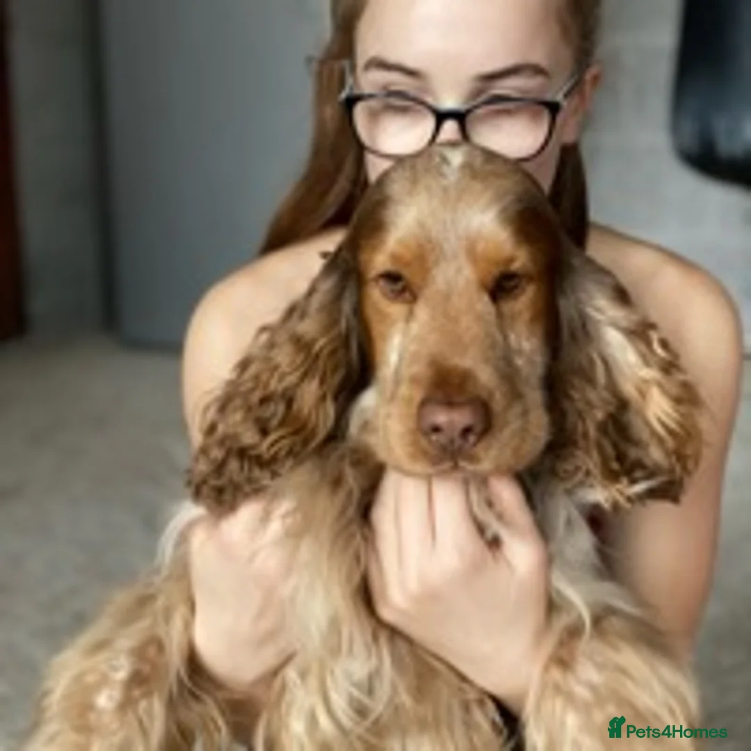 Cocker Spaniel dogs for stud: Beautiful Choc Roan Sable for Stud in Doncaster - Advert 6