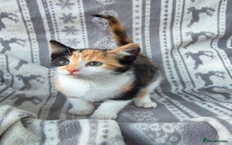 Mixed Breed cats for sale: 2 Calico (Tri Colour) Female Kittens - Image 2