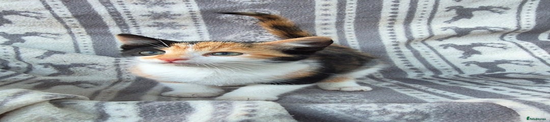 Mixed Breed Kitten 2