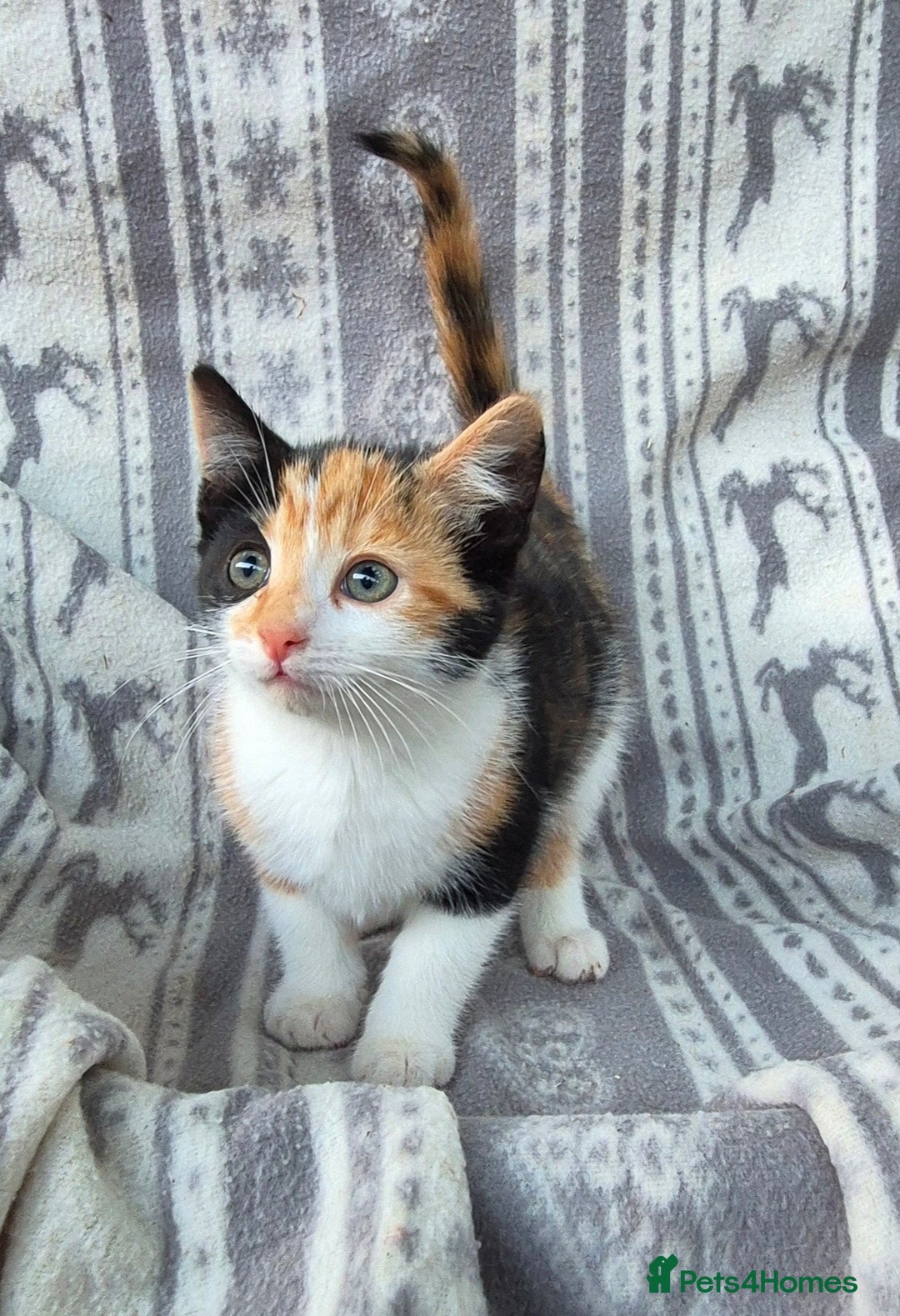 Mixed Breed cats for sale: 2 Calico (Tri Colour) Female Kittens - Image 2