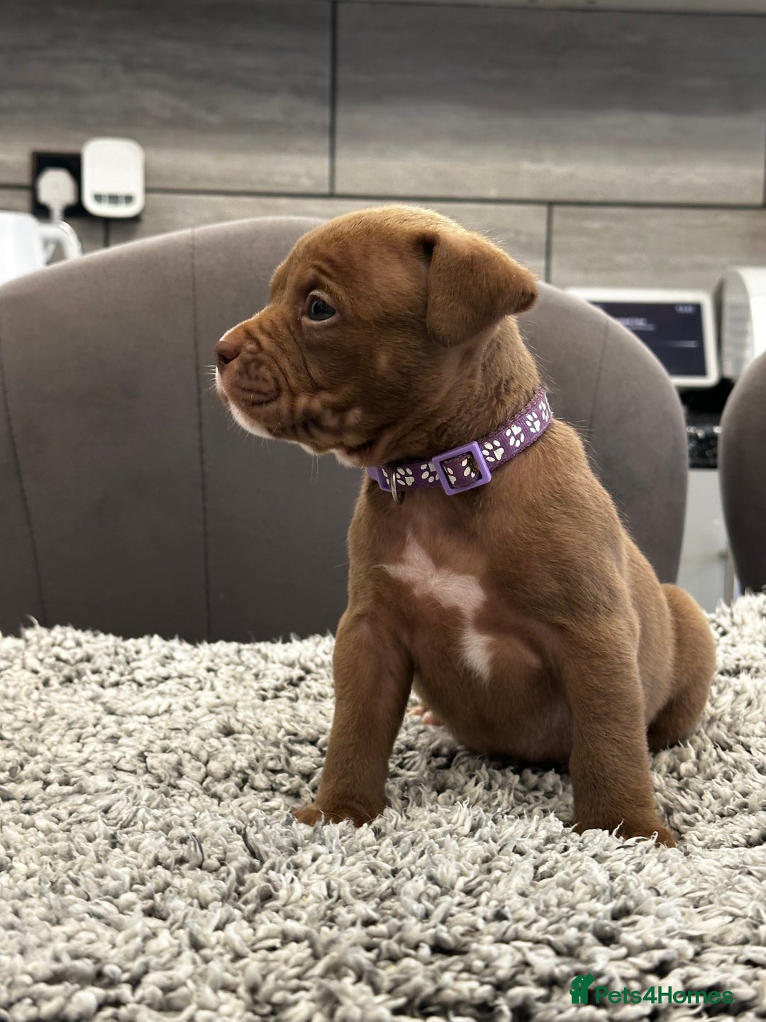 American Bully dogs for sale: ABKC POCKET/MICRO BULLY PUPPIES IMPORT BLOODLINES - Advert 14