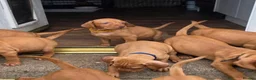 Hungarian Vizsla dogs for sale: ***Ready Now*** Hungarian Vizsla Puppies  - Advert 29