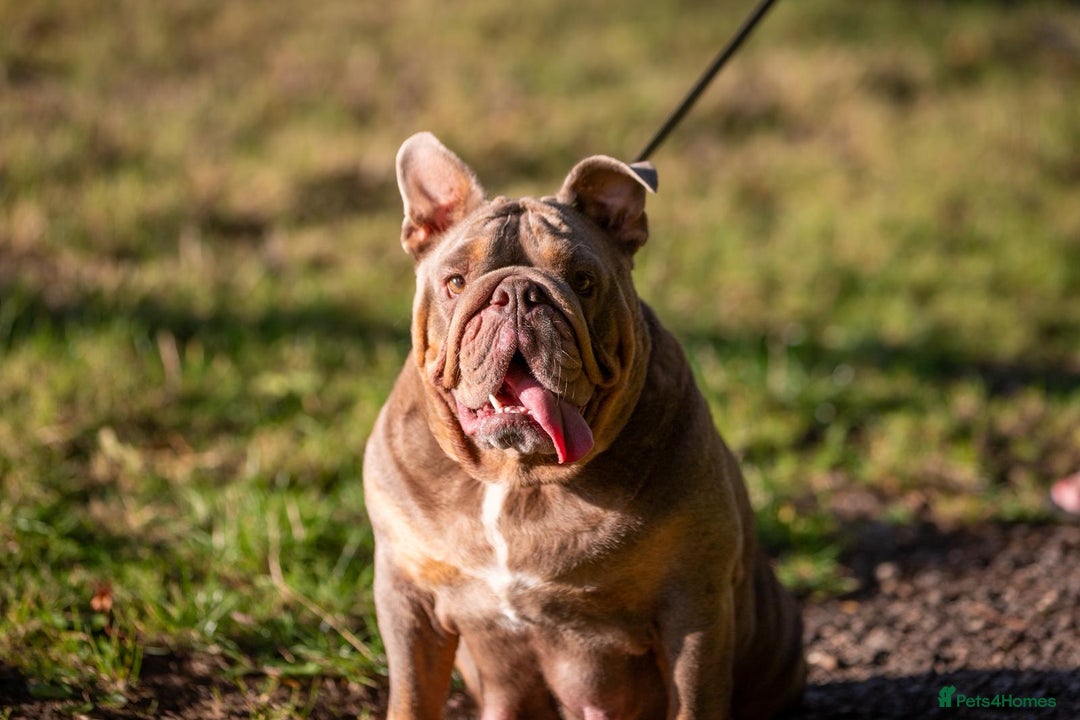 English Bulldog dogs for sale: For sale: 7 English Bulldog Puppies - Image 30