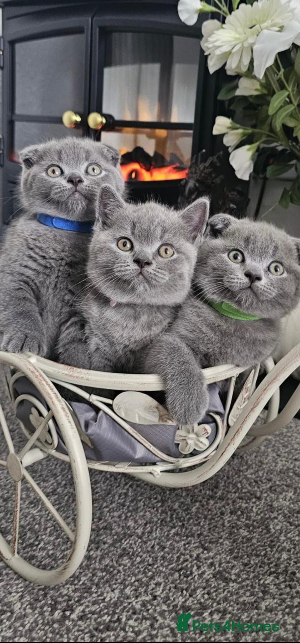 Scottish Fold cats 3 Beautiful Scottish Fold And Straight Ear Kittens - Advert 1