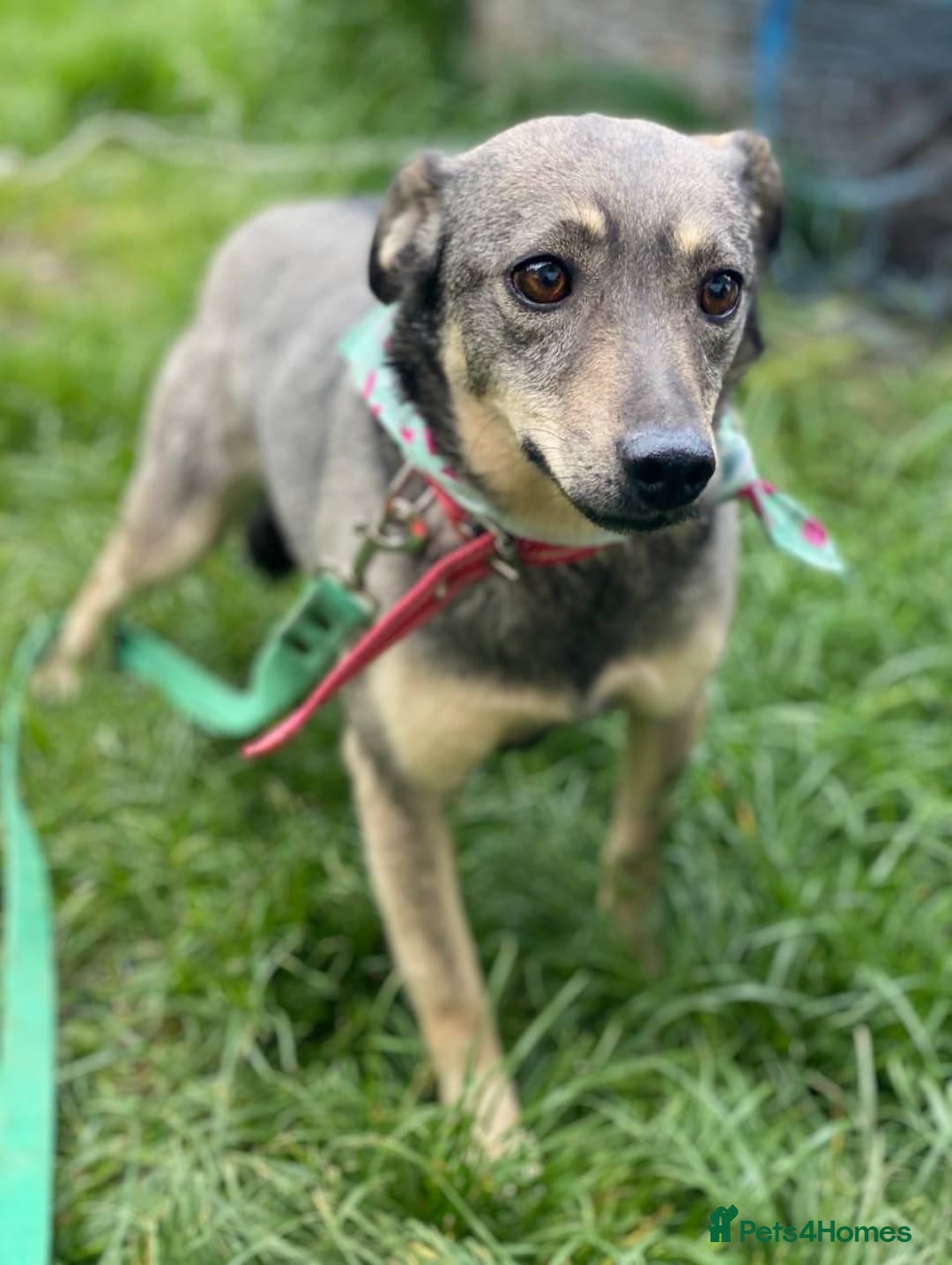 Mixed Breed dogs for adoption: 💖🐶 POLA 🐶💖 - Image 8