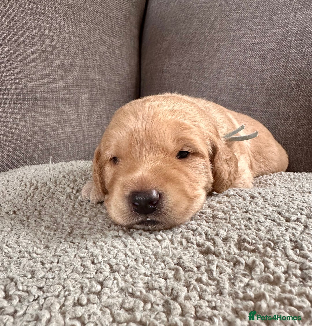 Labradoodle dogs for sale: Red & Apricot F1 Miniature Labradoodle Puppies - Image 5