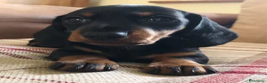 Miniature Dachshund 4