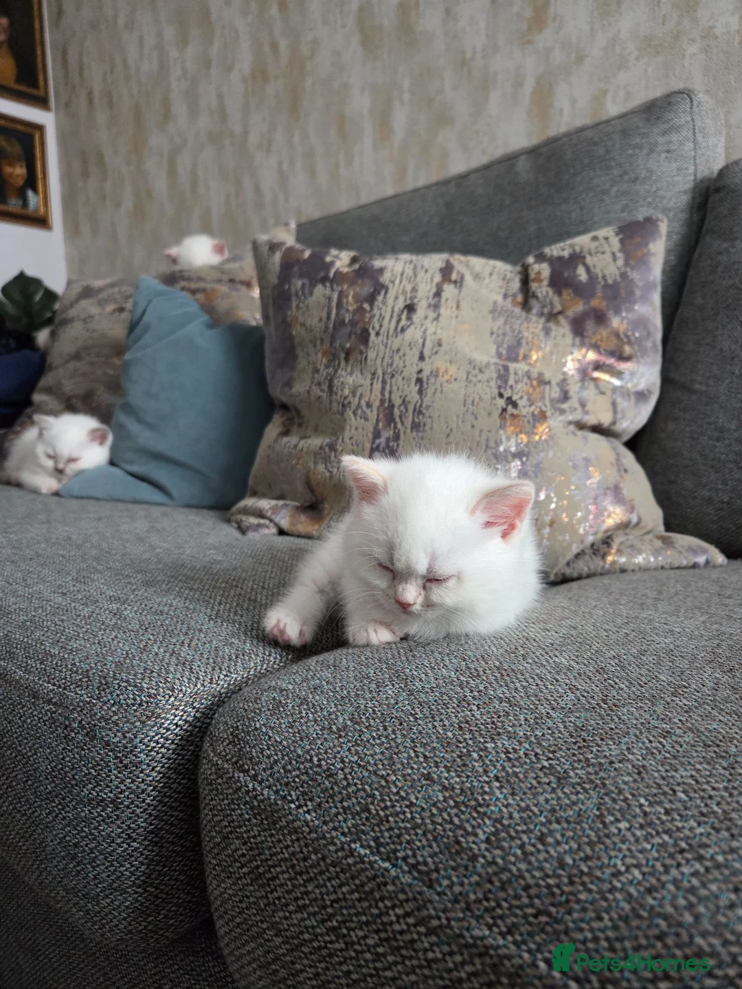 British Shorthair cats for sale: Cute brithis-shorthair kittens - Advert 2