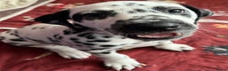 Dalmatian dogs for sale: Stunning Dalmatian puppies KC reg show winners - Advert 36