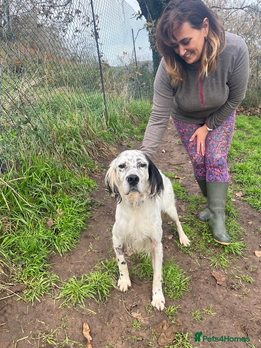 English Setter dogs for adoption: Ola   - Advert 9