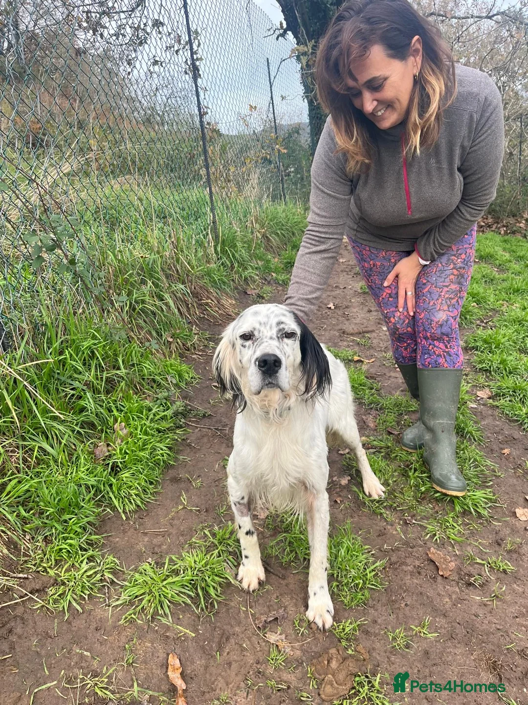 English Setter dogs for adoption: Ola   - Advert 9