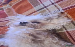 Mixed Breed dogs for sale: Stunning Designer Puppys - maltese x chihuahua  - Image 10