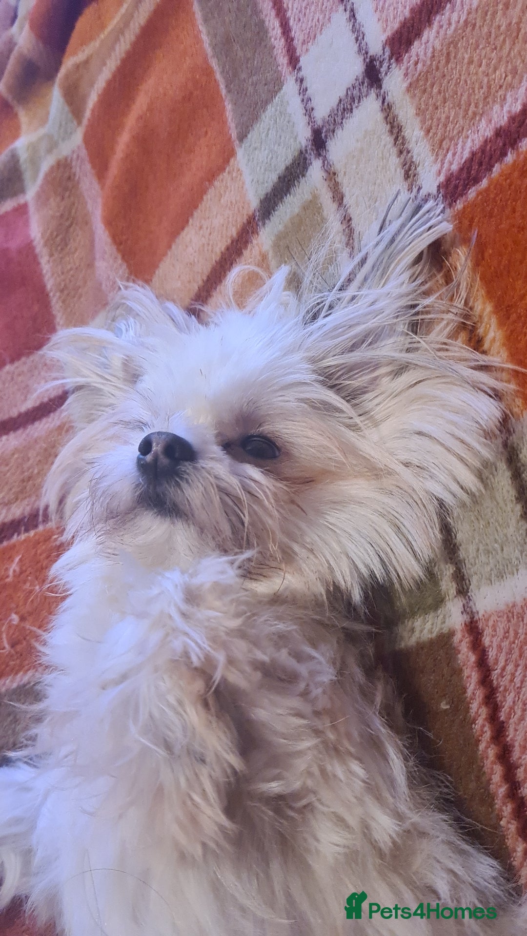 Mixed Breed dogs for sale: Stunning Designer Puppys - maltese x chihuahua  - Image 10