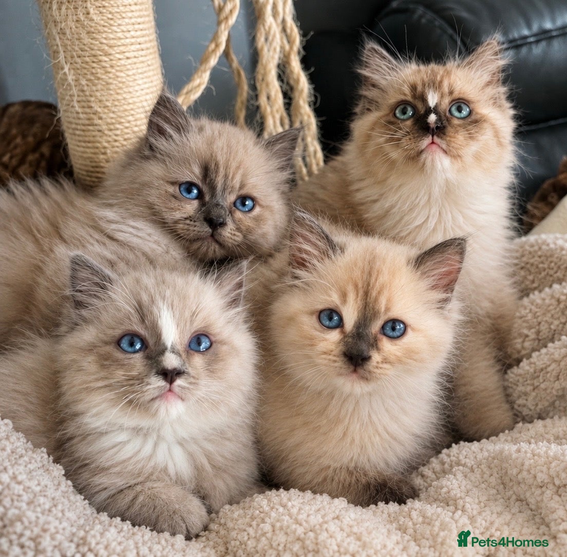 Ragdoll cats Tica cherubim ragdoll kittens - Advert 5
