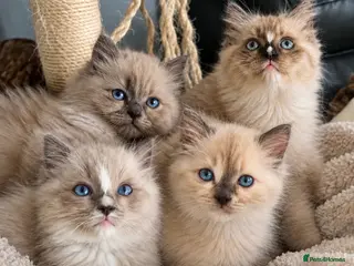 Ragdoll cats Tica cherubim ragdoll kittens - Advert 5