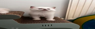 Ragdoll Kitten 2
