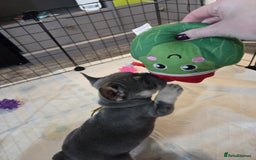 French Bulldog dogs for sale: 3x beautiful girl french bulldog puppies  - Advert 5