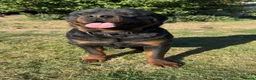 Rottweiler dogs for sale: 10 KC Registered Chunky Rottweiler Pups for Sale - Advert 11