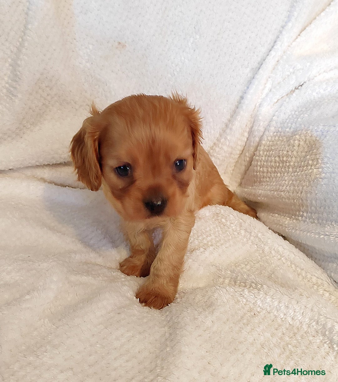 Cavalier King Charles Spaniel dogs for sale: Solid ruby and blem cavalier puppies - Advert 7