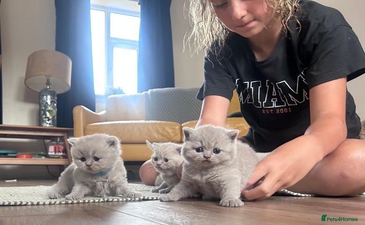 British Shorthair cats - Advert 3