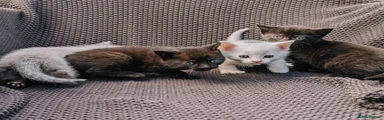 Mixed Breed Kitten 3