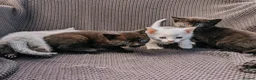 Mixed Breed cats for sale: kittens for sale in Andover - Advert 15