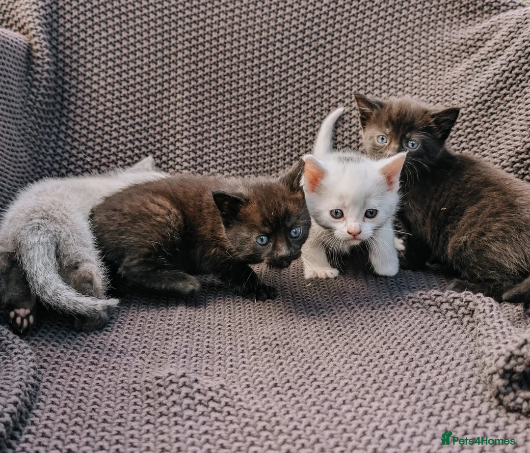 Mixed Breed cats for sale: kittens for sale in Andover - Advert 15
