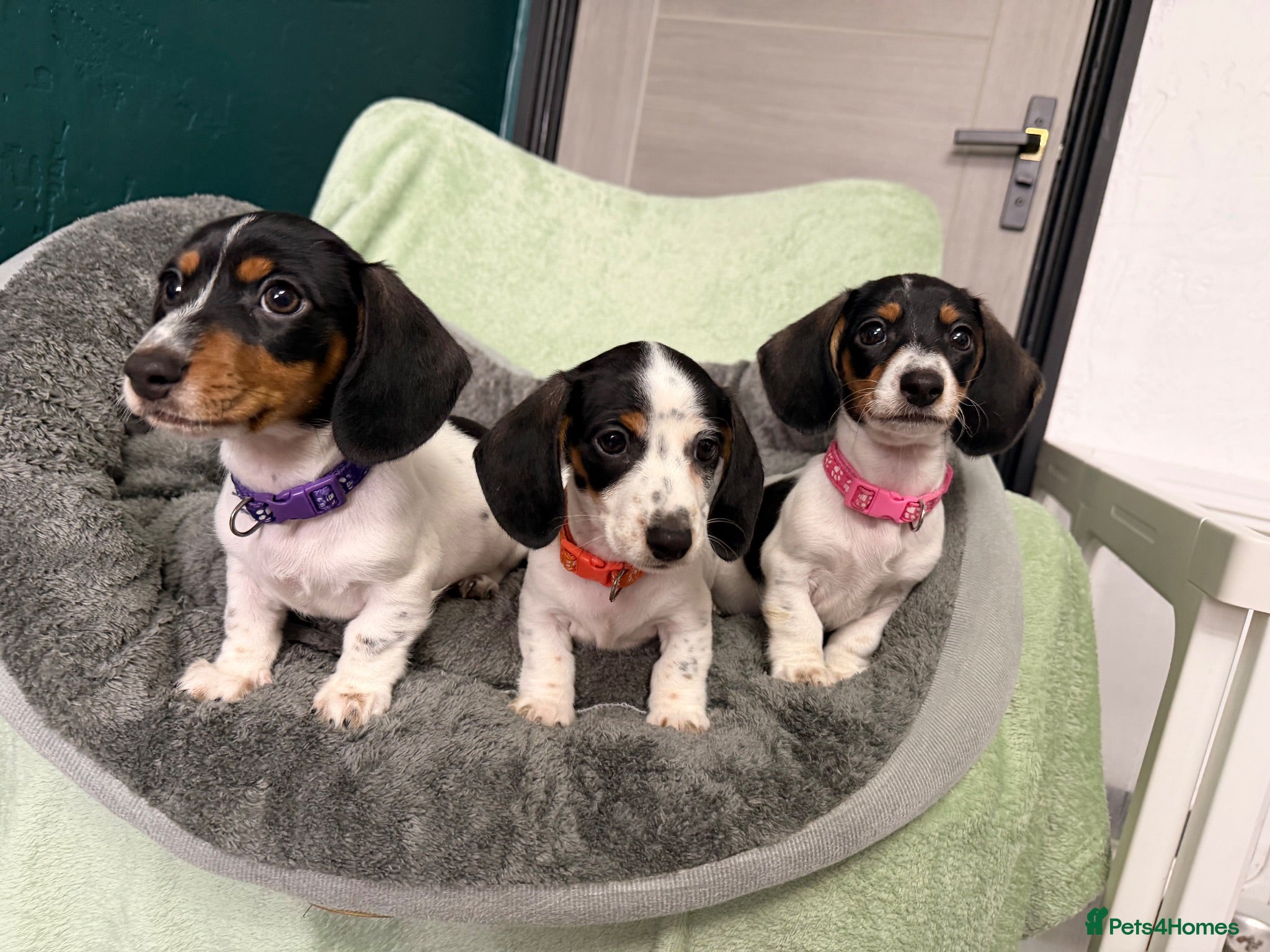 Miniature Dachshund dogs Ready now-3 cute piebald miniature dachshund girls - Advert 1
