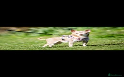 Chihuahua dogs for sale: Beautiful Tiny Chihuahua puppies - Image 10