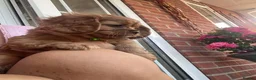 Cavalier King Charles Spaniel dogs for sale: Beautiful Cavalier King Charles Spaniel Puppies in Preston - Advert 5