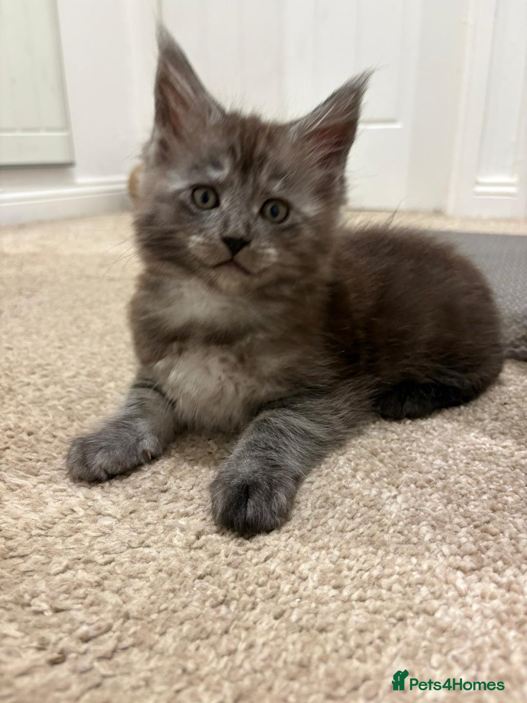Maine Coon cats for sale: Stunning Maine Coon Kittens for sale/ Reservation  - Advert 2