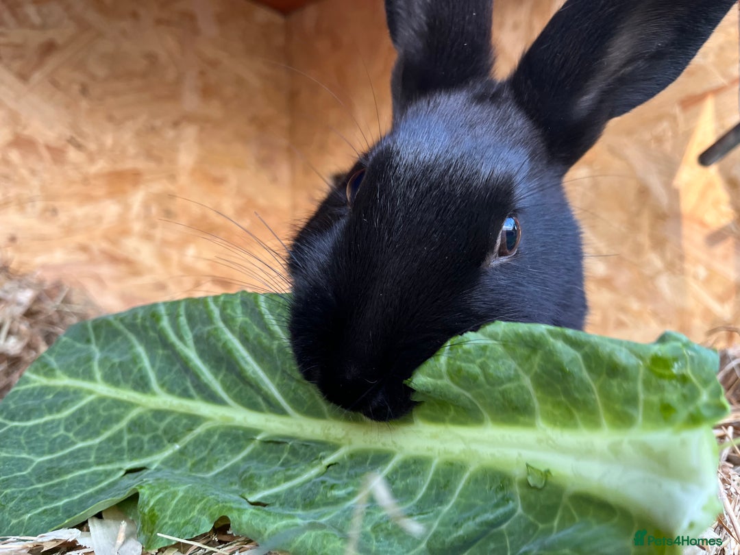 English rabbits for sale: New Zealand X English boy **READY NOW** - Image 5