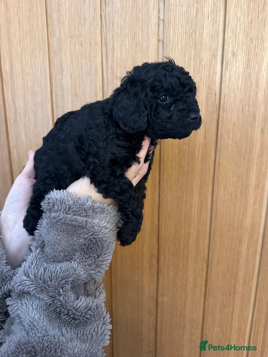 Cavapoo dogs for sale: Stunning Cavapoo puppies 🥰 - Advert 2
