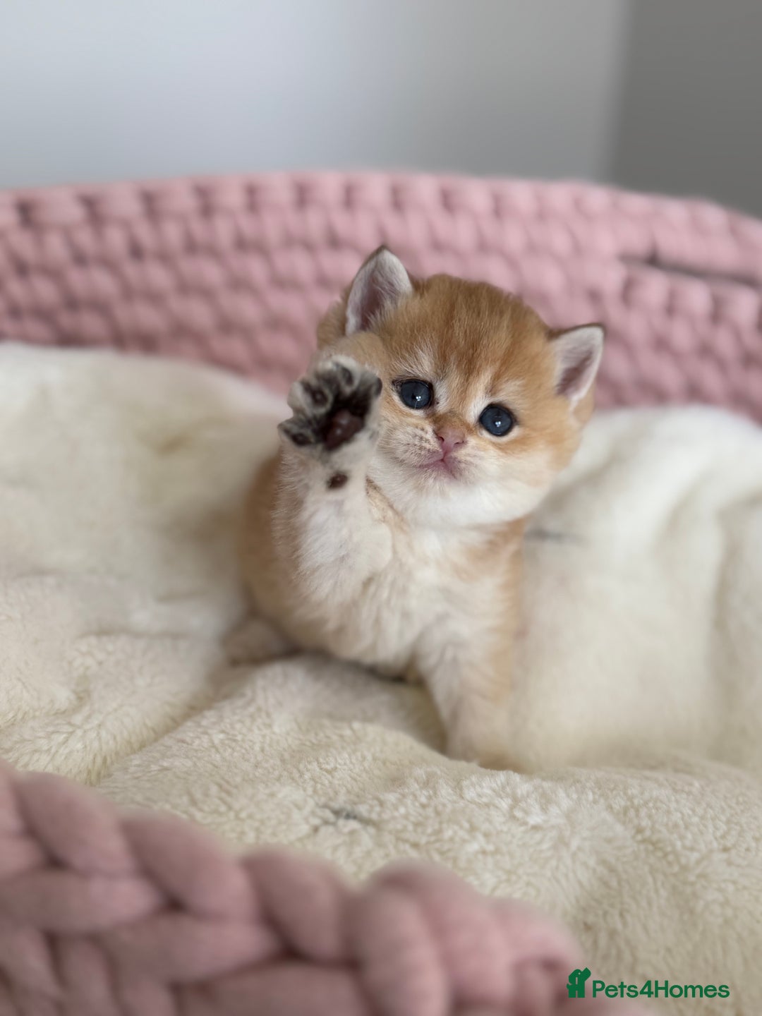 British Shorthair cats for sale: Golden Blue British Shorthair kittens  - Advert 24