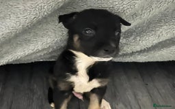 Mixed Breed dogs for sale: 8 beautiful pups  - Image 10