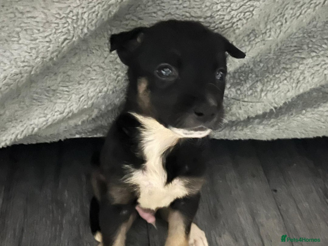 Mixed Breed dogs for sale: 8 beautiful pups  - Image 10