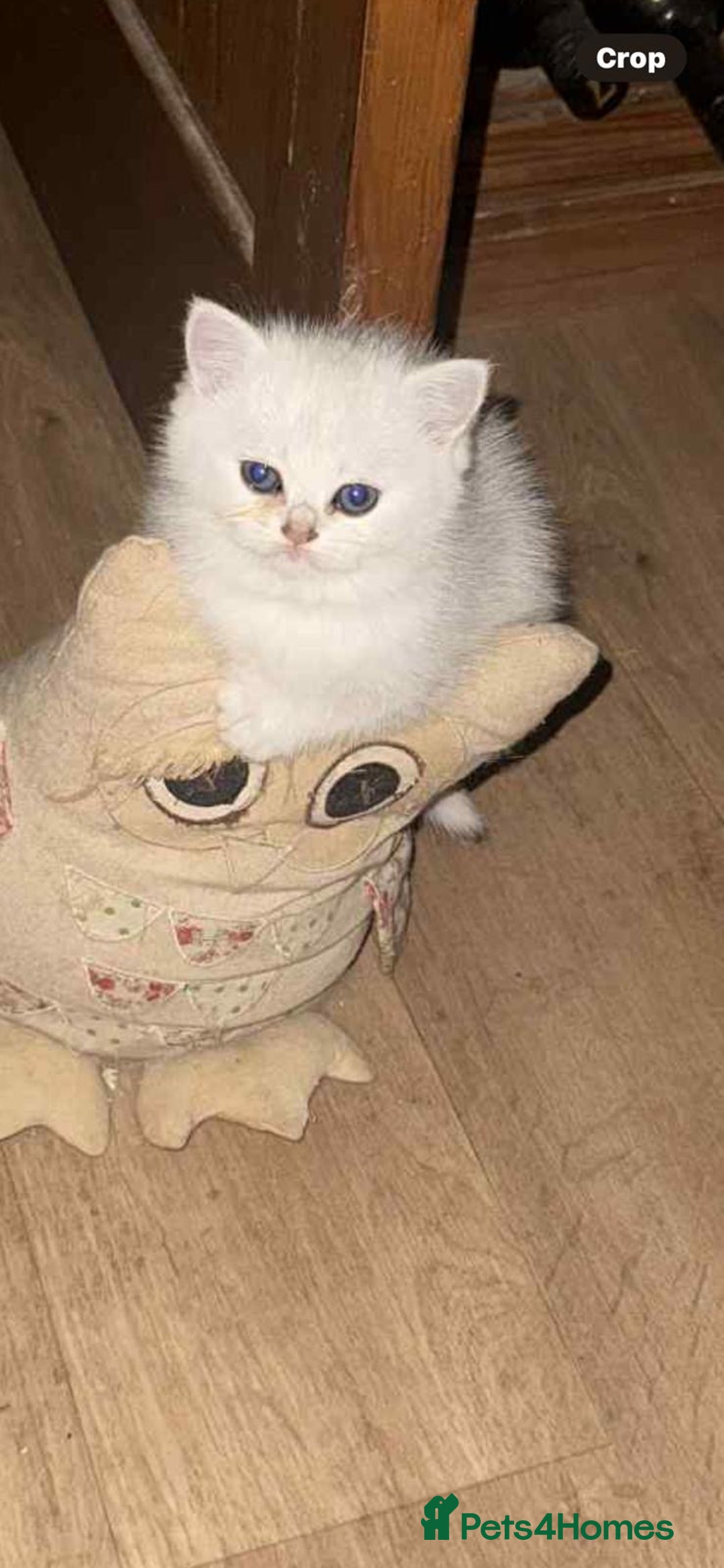 British Shorthair cats for sale: Adorable Tica registered BSH Kittens for sale - Image 19