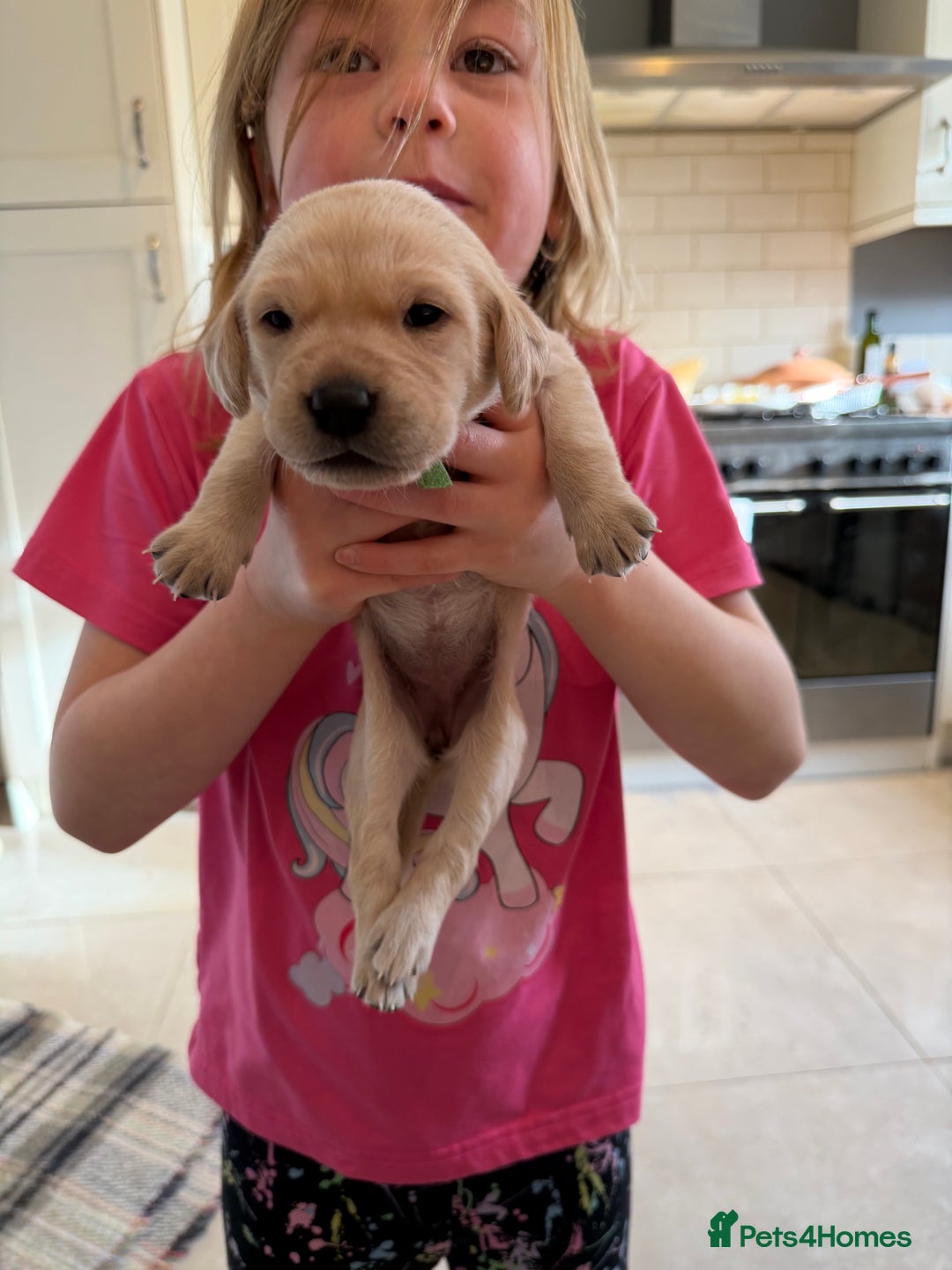 Labrador Retriever dogs for sale: Only 2 golden girls left! Ready for forever homes! - Advert 21