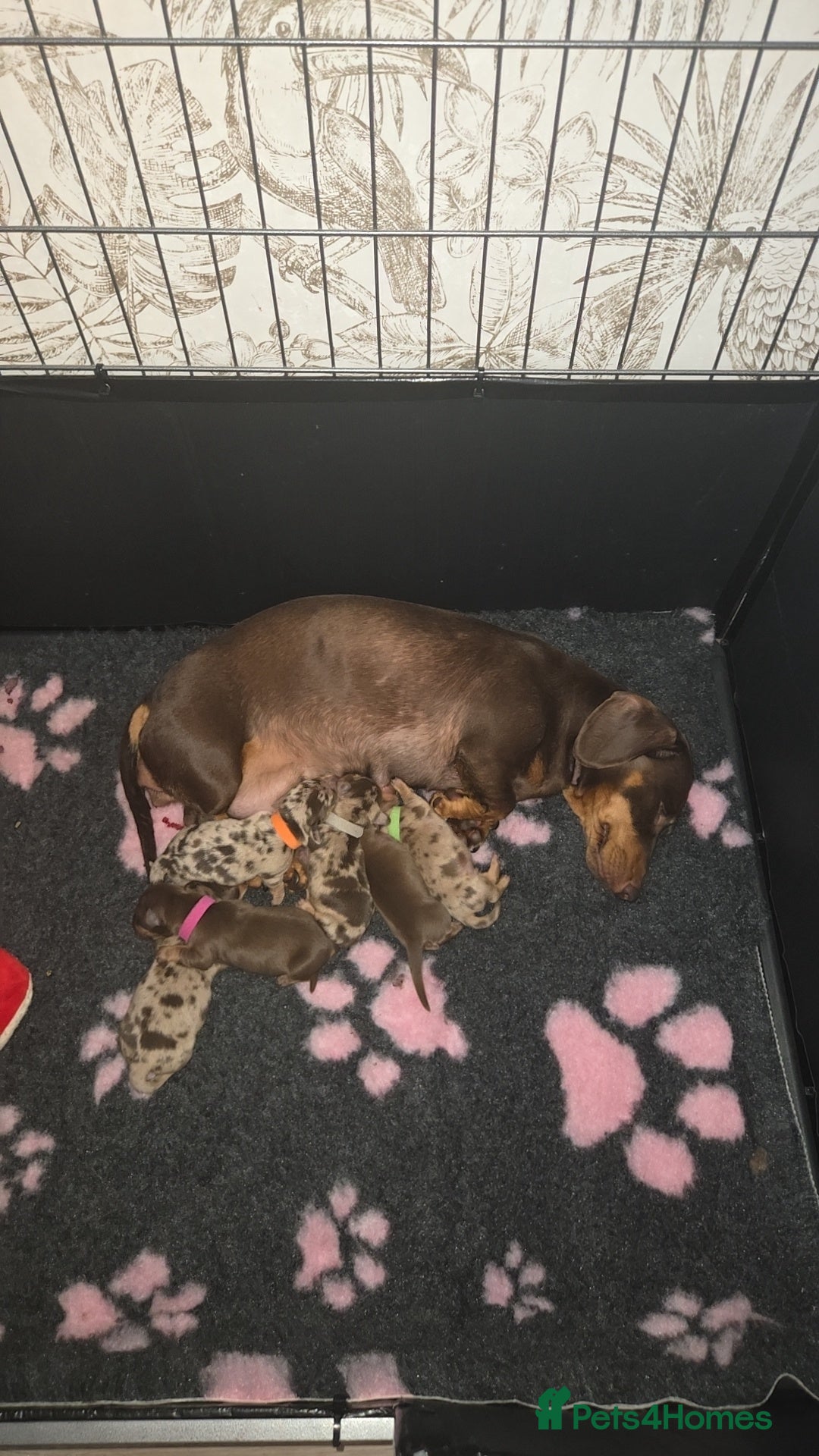 Miniature Dachshund dogs for sale: Miniature dachshund pups for sale - Image 2