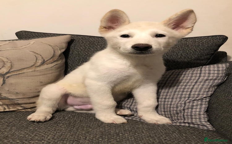 Japanese Akita Inu dogs - Advert 1