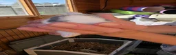 Mixed Breed rabbits for sale: Beautiful Litter Of Lop Earred Bunnies  - Advert 13