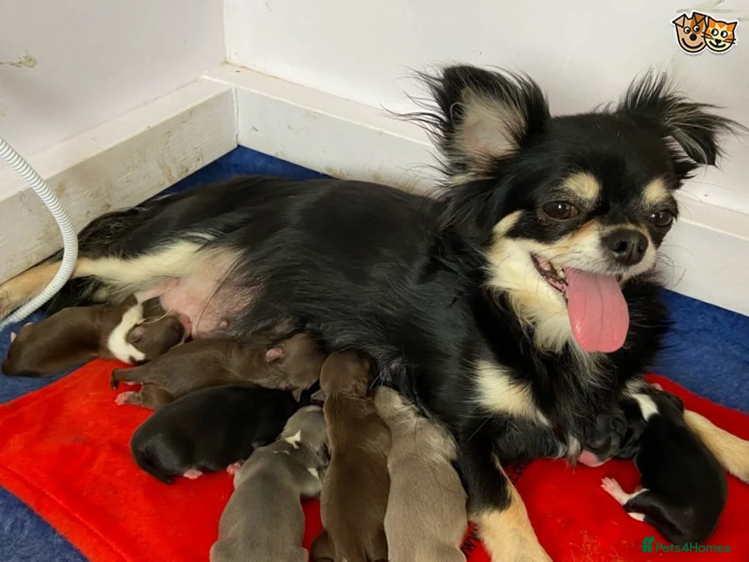 Chihuahua dogs for stud: Lilac and tan Russian import stud dog DNA tested in Rotherham - Advert 9