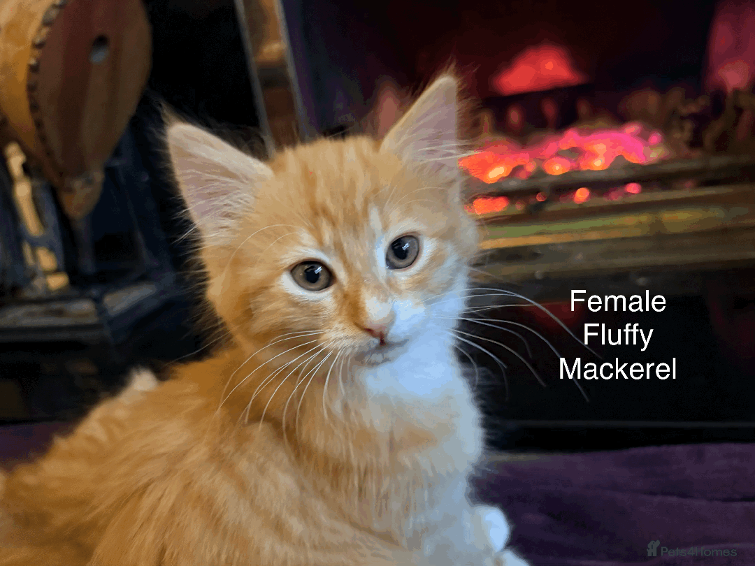 Mixed Breed cats for sale: Seven gingers, bundles of joy! - Advert 18