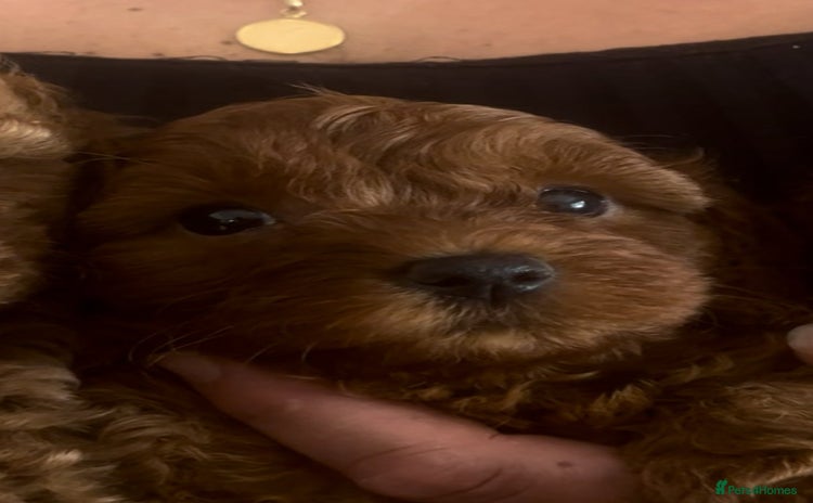 Cavapoo dogs - Advert 9